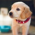 Image: Many first-time dog owners feel overwhelmed, anxious and exhausted after getting a puppy (Credit: Unsplash.com)