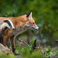 Badger and Fox
