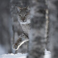 European Lynx (Lynx lynx) adult female peering out from behind tree in winter birch forest. Bardu, Norway © scotlandbigpicture.com