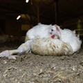 UK frankenchicken