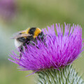 Garden bumblebee © Pieter Haringsma