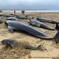 Pilot whales stranded on the Isle of Lewis
