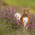 Red squirrel © Neil McIntyre www.scotlandbigpicture.com 