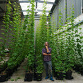 Dark Farm Founder, Gareth Davies, on his hydroponic hop farm