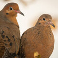 An Extinct-in-the-wild Socorro dove chick (right) and its father at Whipsnade Zoo (c) Whipsnade Zoo.