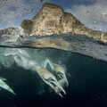 Gannets diving, Shetland Isles. Copyright Richard Shucksmith SCOTLAND The Big Picture