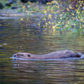Beaver taking first swim in Glen Affric, © Trees for Life