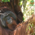 Ministry of Forestry, West Kalimantan BKSDA, YIARI and International Animal Rescue