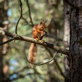 Red squirrel copyright Chris Aldridge