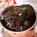 Live lobsters in a chefs bowl, claws banded.