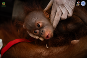 An orangutan being evacuated with her infant 