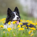 Dog lying in spring field