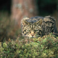 Wildcat. copyright Peter Cairns scotlandbigpicture.com