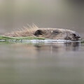 Beaver © SCOTLAND: The Big Picture scotlandbigpicture.com