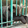 Retta Bear - Before Rescue (International Animal Rescue/FPWC)