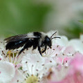 Ashy Mining bee on Hawthorn blossom c. Peter Thompson