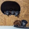 Four critically endangered red-ruffed lemurs. Credit Shaldon Wildlife Trust