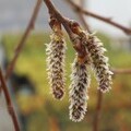 emale catkins on an aspen tree. Credit Trees for Life