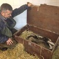 Dominic Dyer with a rescued badger