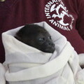 International Animal Rescue - monkey rescued at IAR Costa Rica