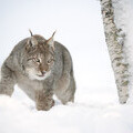 European Lynx  in snow, Norway © scotlandbigpicture.com