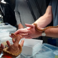 Snake selling at I.H.S. reptile market