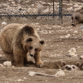 One year on ‘The great bear rescue’ family successfully hibernate in Armenia - International Animal Rescue/FPWC