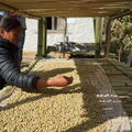 A farmer air dries coffee beans after the pulping process in Deusa, Solukhumbu