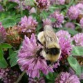 Great yellow bumblebee on clover by Gordon Mackie