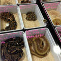 Snakes on sale at reptile market