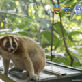 – A critically endangered slow loris is prepared for release