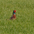 Pheasant in wheat