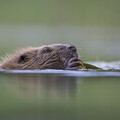 Beaver © SCOTLAND: The Big Picture scotlandbigpicture.com