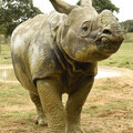 Rhino ZSL Whipsnade Zoo