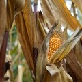 Sustainable solution to save food crops such as corn from pests gains biosafety approval in Brazil 