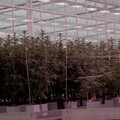 Medical cannabis plants being cultivated at Glass Pharms