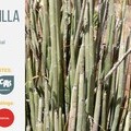 Candelilla conservation risk rating