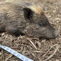 Pluto has just fathered a litter of seven piglets 