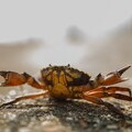 Image - crab