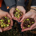 Acorns (credit Trees for Life)