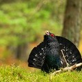 Am male capercaillie displaying at lek to attract the attention of females.