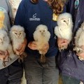 Barn owlets. Chicks ringed under licence.