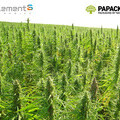 element6 Dynamics and PAPACKS® Announce Partnership Intentions 