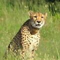 Cheetah mom watches warily