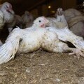 Frankenchicken on a UK farm