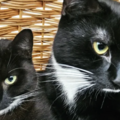 Ziggy and Ridley - cats rescued by Celia Hammond Animal Trust