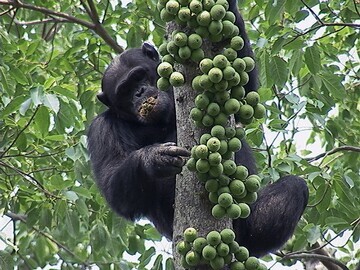 chimp eating Jane Goodall Institute
