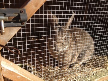 It is cruel to confine rabbits to a hutch.