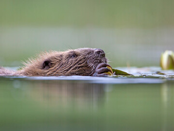 European Beaver ©  Philip Price/scotlandbigpicture.com