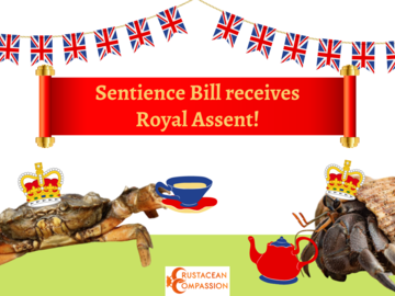 Crustacean Compassion celebrates Royal Assent of UK Animal Welfare Sentience Act